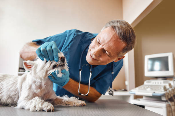 Best Same-Day Emergency Dental Services in Lincoln, MT